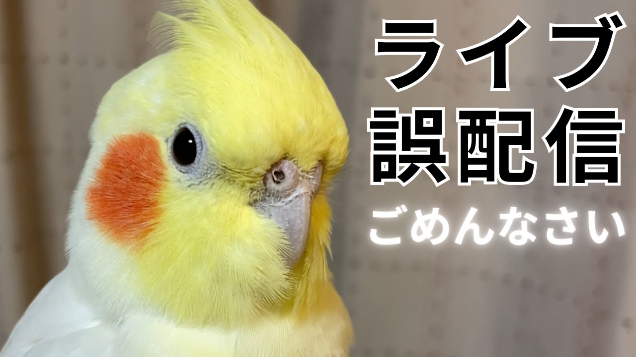 ごめんなさい。（ライブ配信の練習だった）　　放鳥
