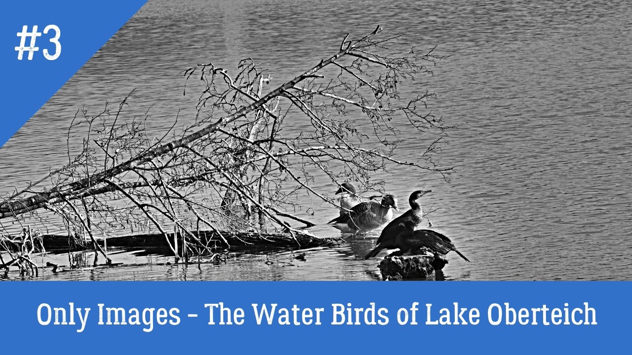 Only Images 3 - The Water Birds of Lake Oberteich