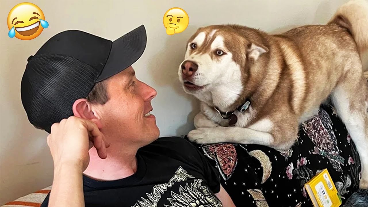 Над этими собаками невозможно перестать смеяться 🤣 Самые смешные собаки 2026 года #60