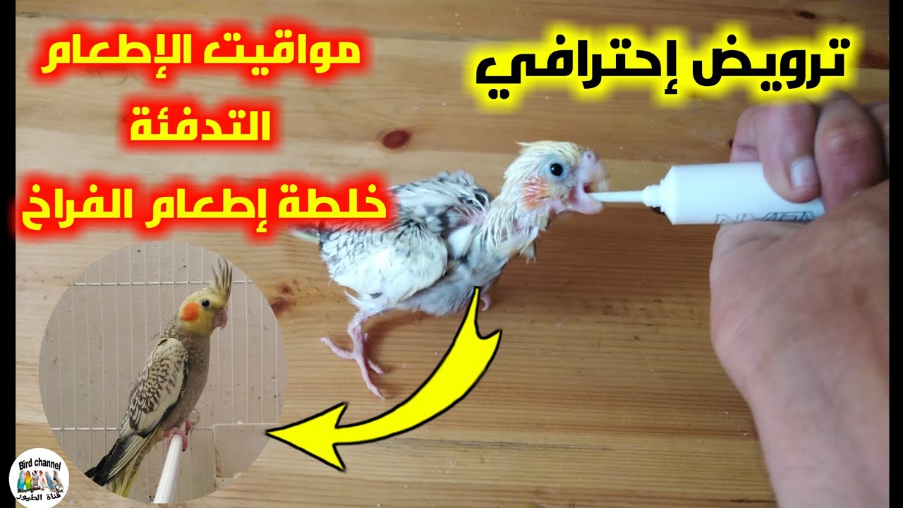 تعلم كيف تروض طائرك مثل المحترفين بالتأكيل اليدوي سواء كوكتيل أو فيشر أو كناري خطوة بخطوة