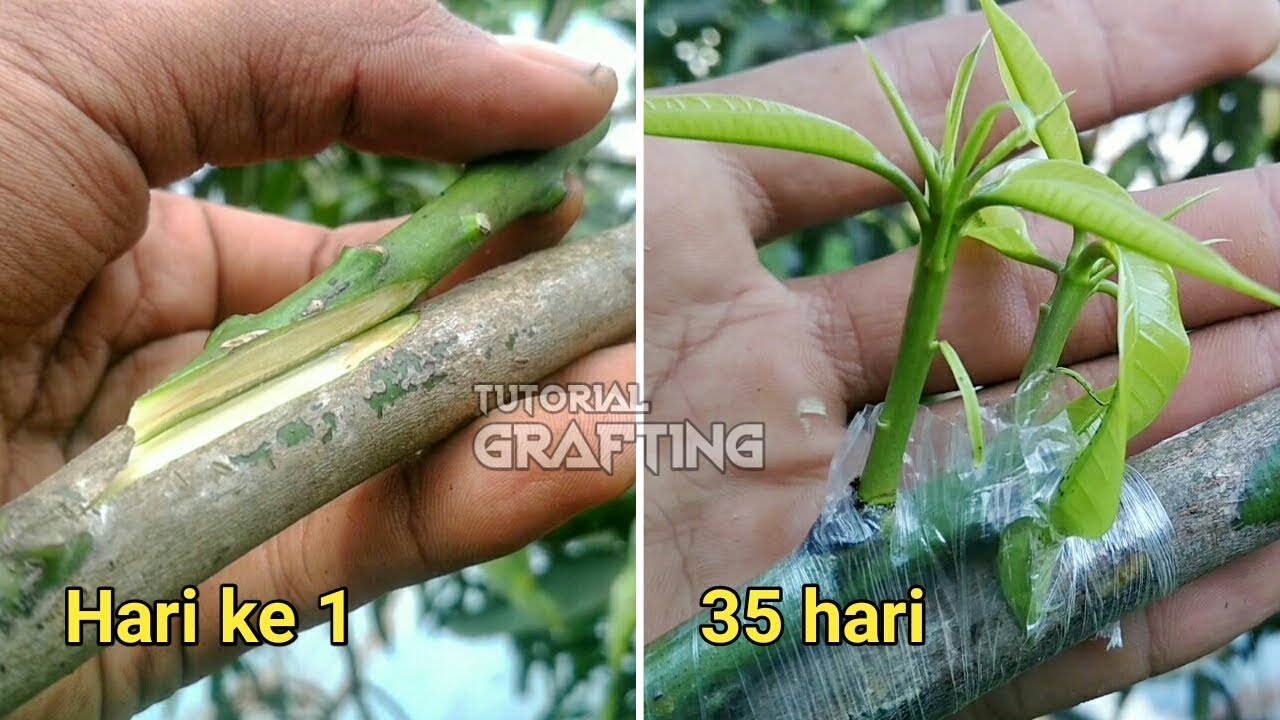 Cara Sambung Sisip Mangga di Ranting Pohon Mangga || Tutorial-Proses-Hasil