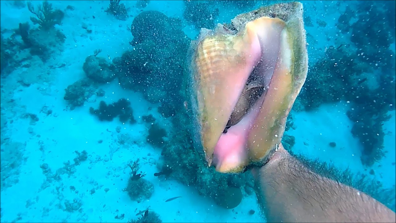The Strombus Gigas shell - La conchiglia Strombus Gigas