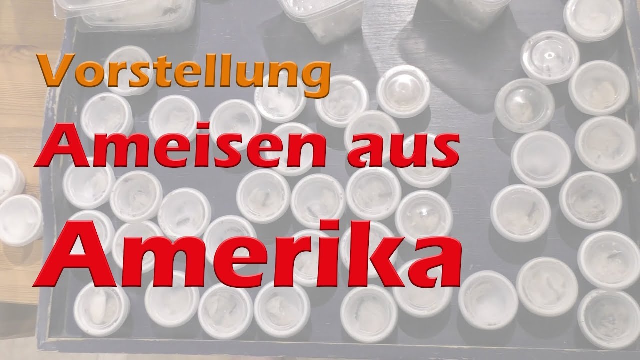 Vorstellung/Unboxing: Ameisen aus Amerika