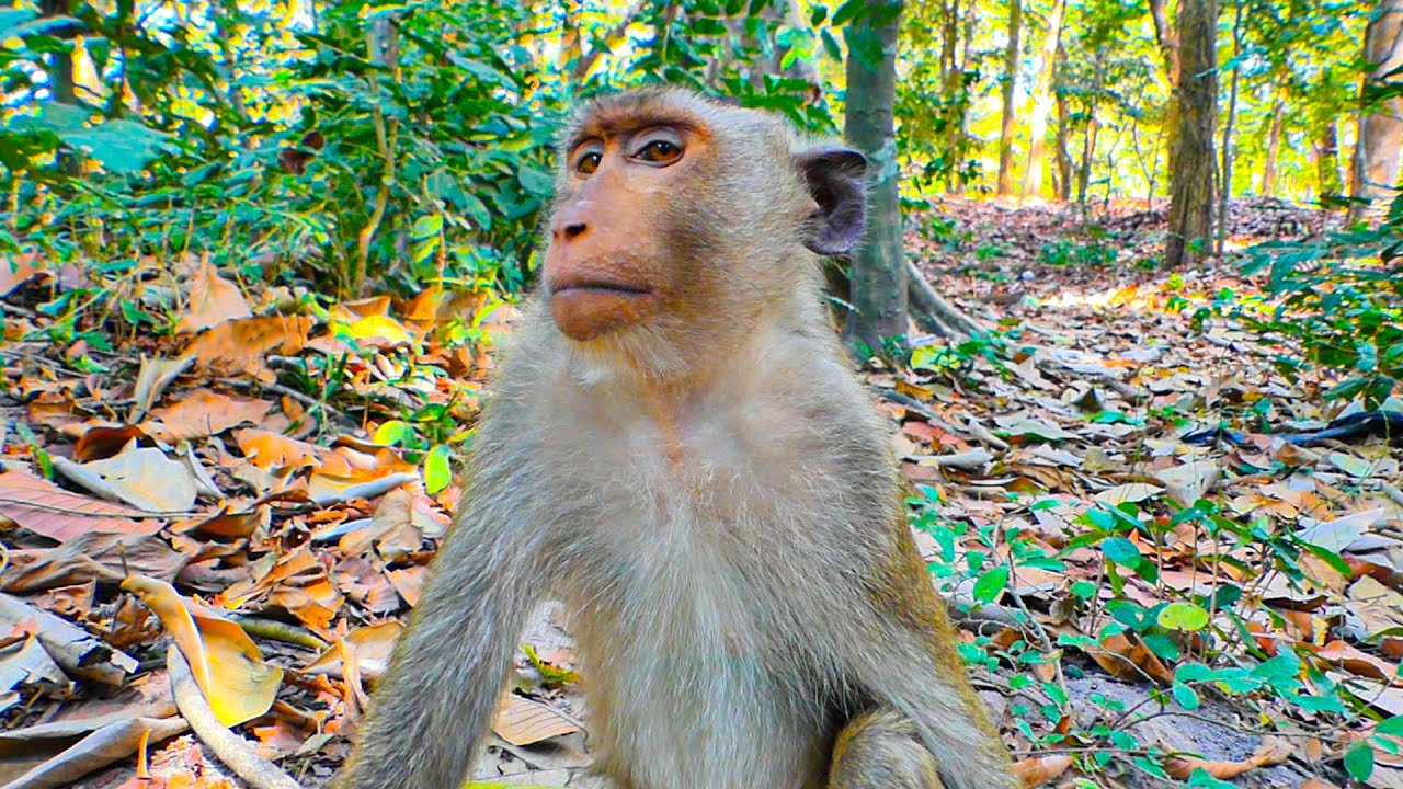 Brady’s Solo Adventure in the Wild | Young Monkey Finding Food and Eating High in the Trees