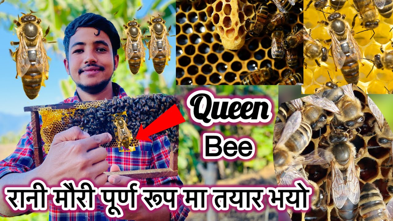 रानी मौरी पूर्णरूपमा बनेर तयार भयो//मौरी पालन कसरी गर्ने//घारमा रानी छ कि छैन कसरी पत्ता लगाउने