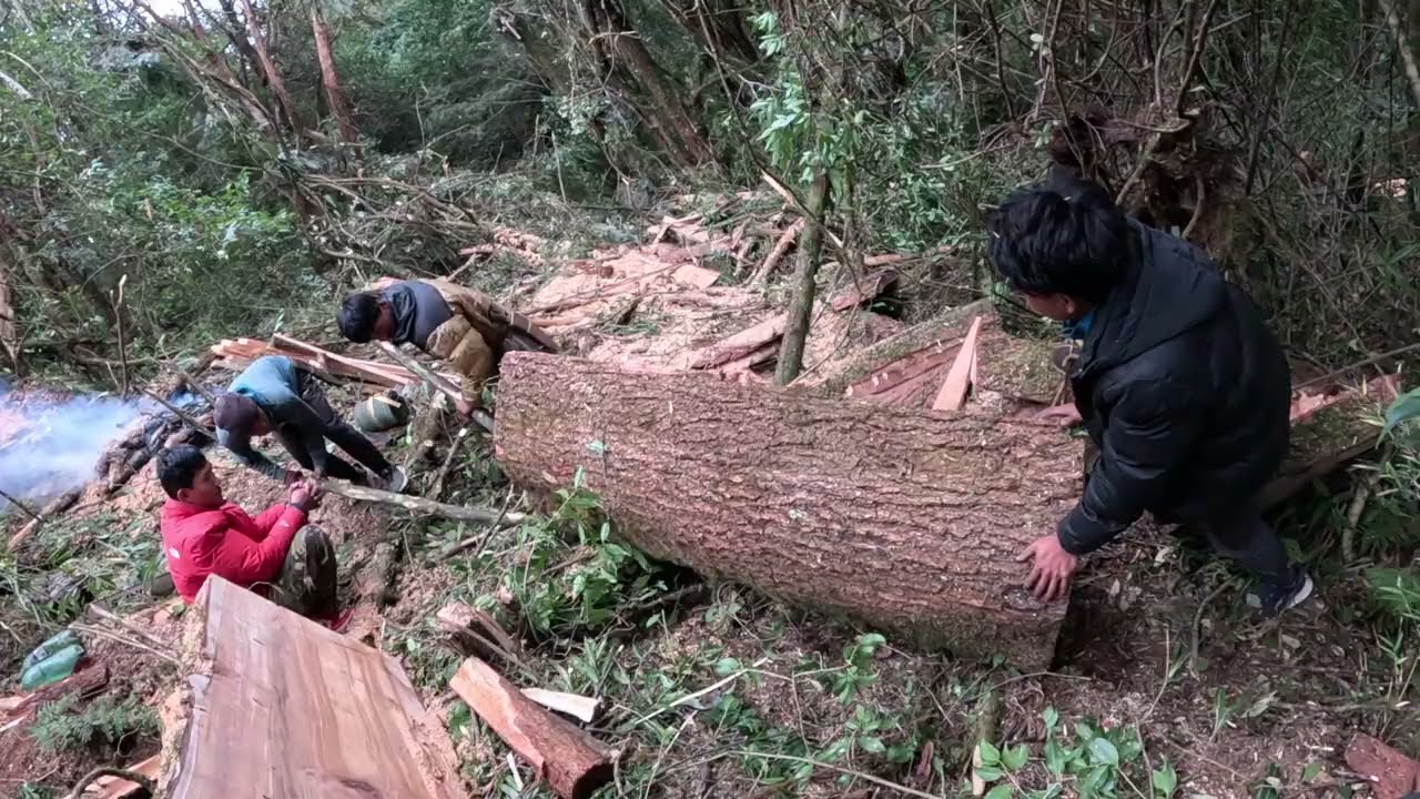 How to Cut Large Trees/Logs Using a Power Chain