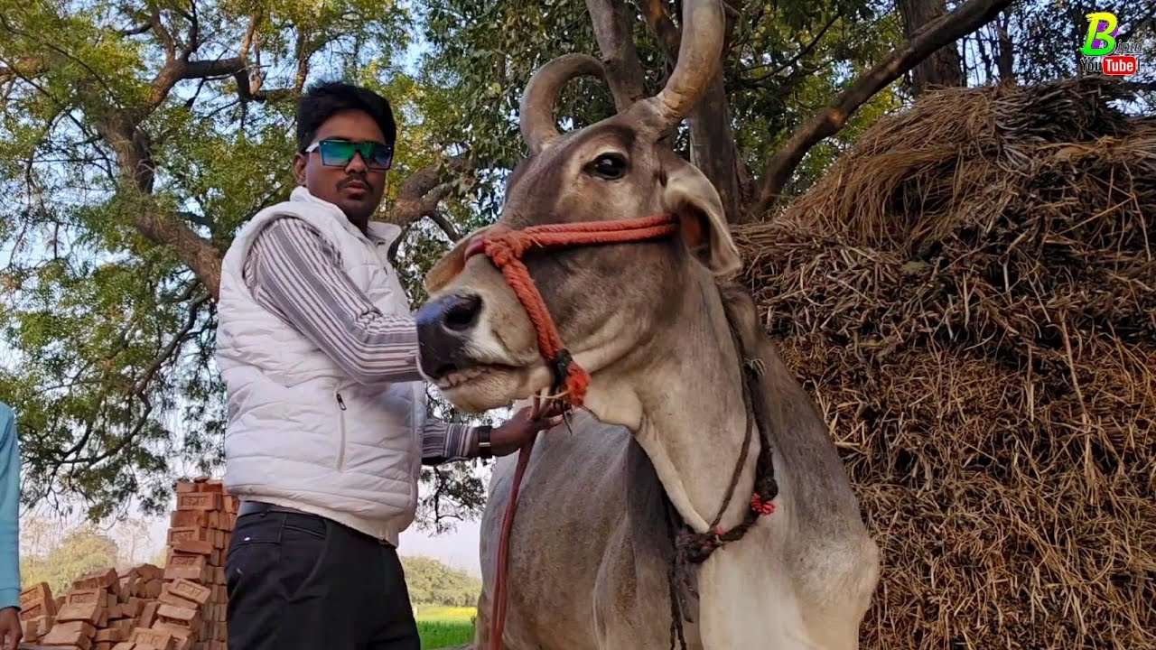 अपने फार्म पर यह सब देसी गाय पाल रखे है | Bipin Singh Dildarnagar | Desi Cow Farm in U.P |Pashupalan