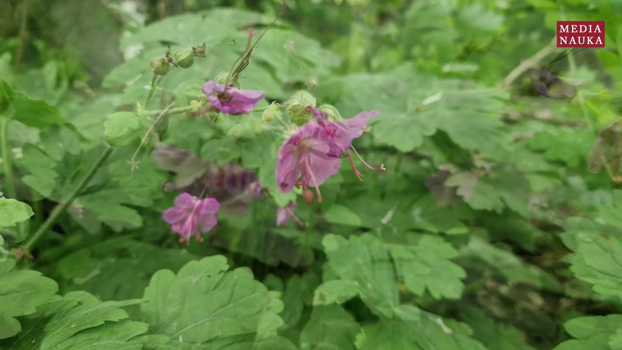 Bodziszek korzeniasty (Geranium macrorrhizum)