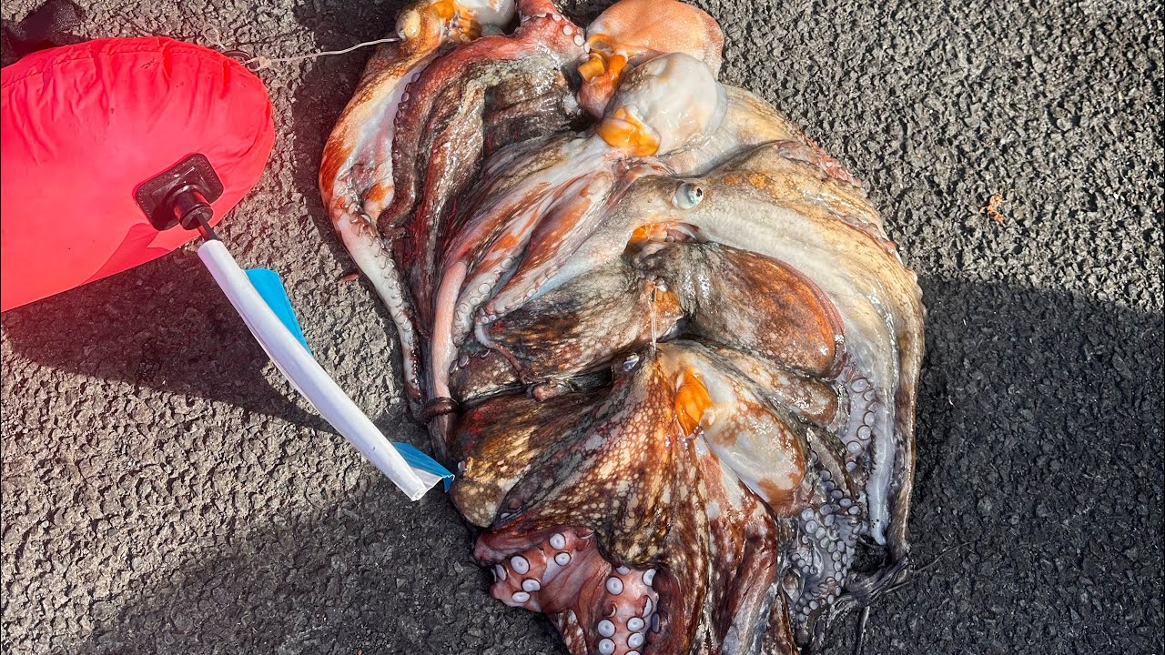 Pesca submarina aos polvos ilha terceira Açores 2023 dia incrível