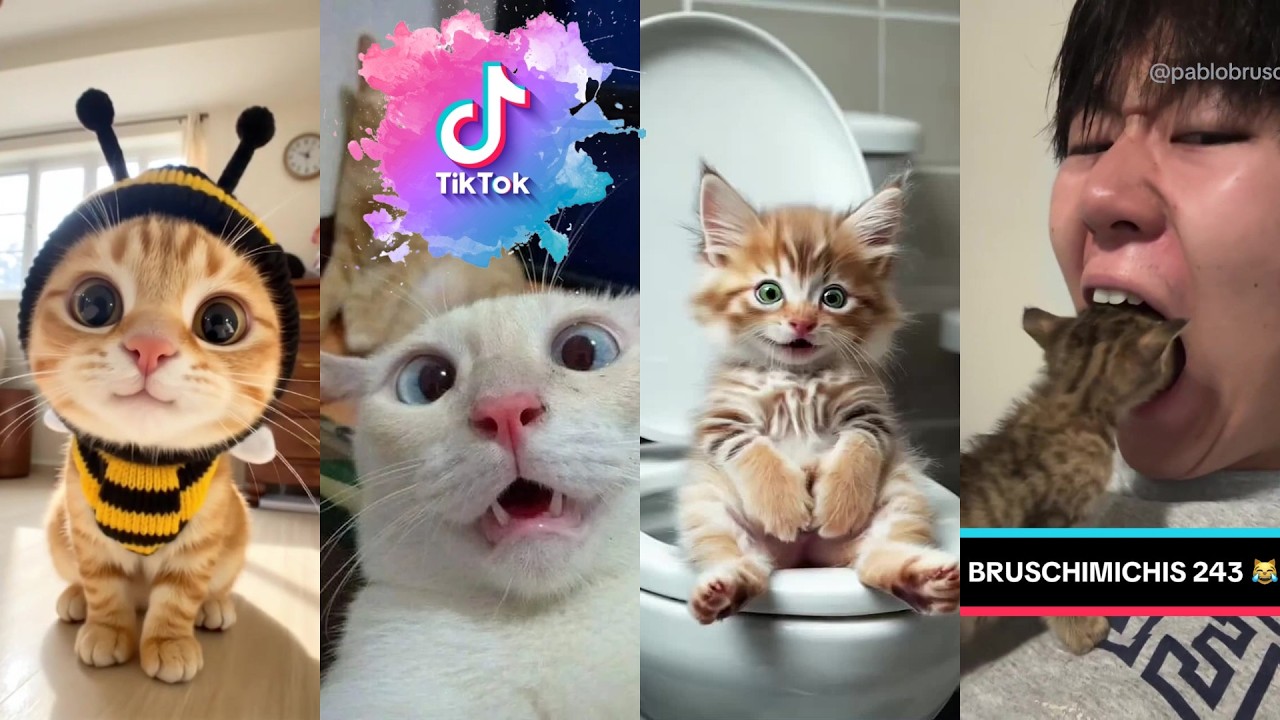 Bruschimichis 😹 | Funniest Cat Videos & Hilarious Moments  #19