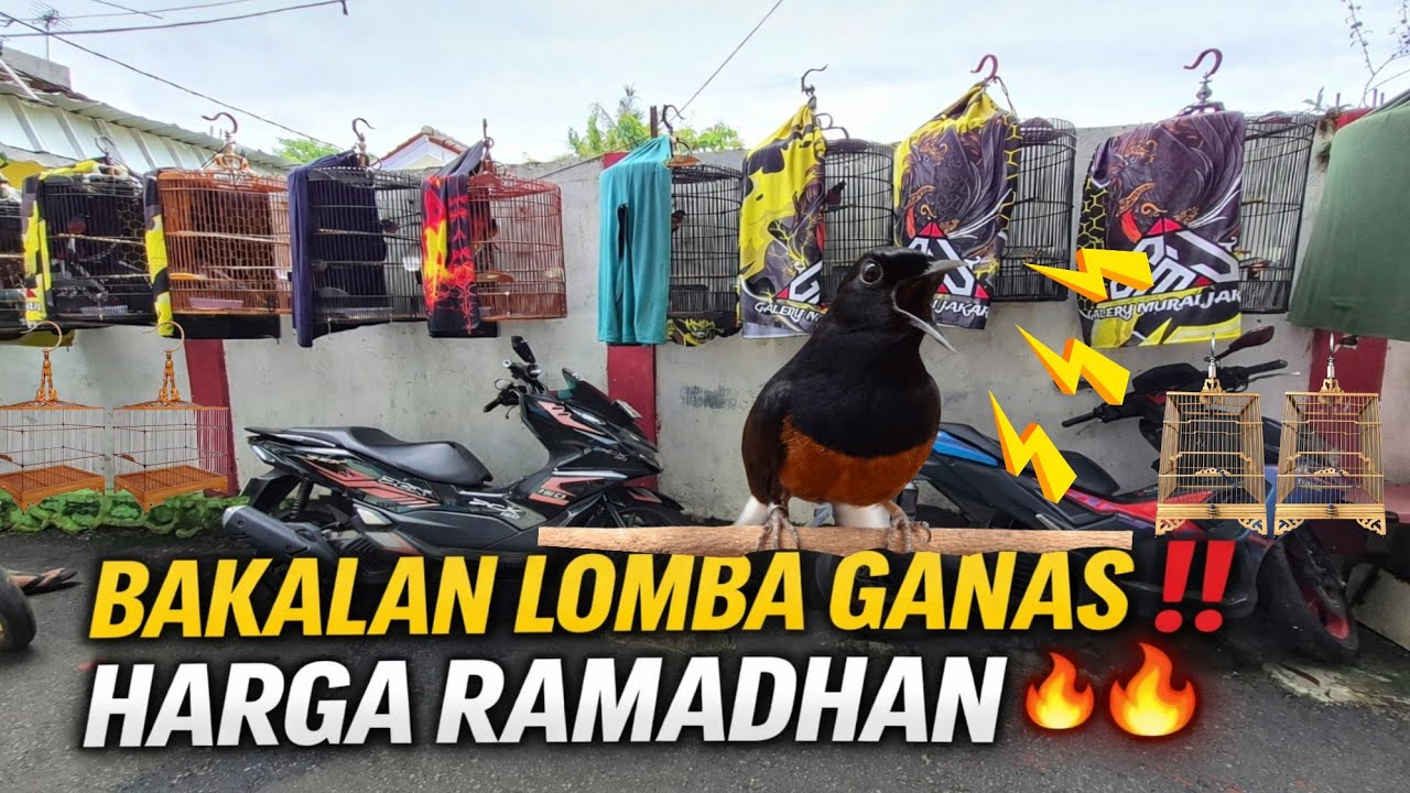 RAMADHAN SALE 🕌 MURAI BAKALAN MATERI LOMBA JUAL MURAH DI GALERY MURAI JAKARTA
