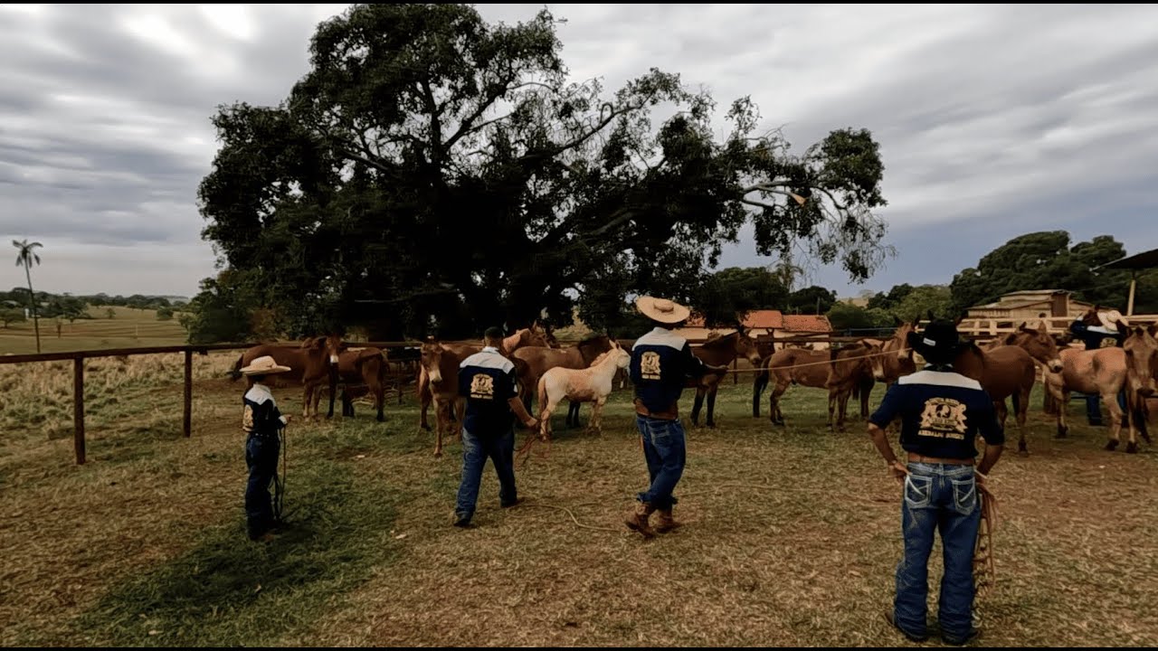 🎬Macedônia (Cavalgada e Queima do Alho – 79 Anos da Cidade)