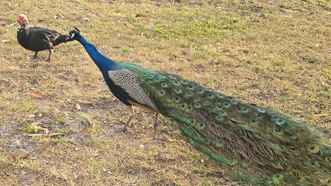 S BETO VLOGS está en vivo pavo real