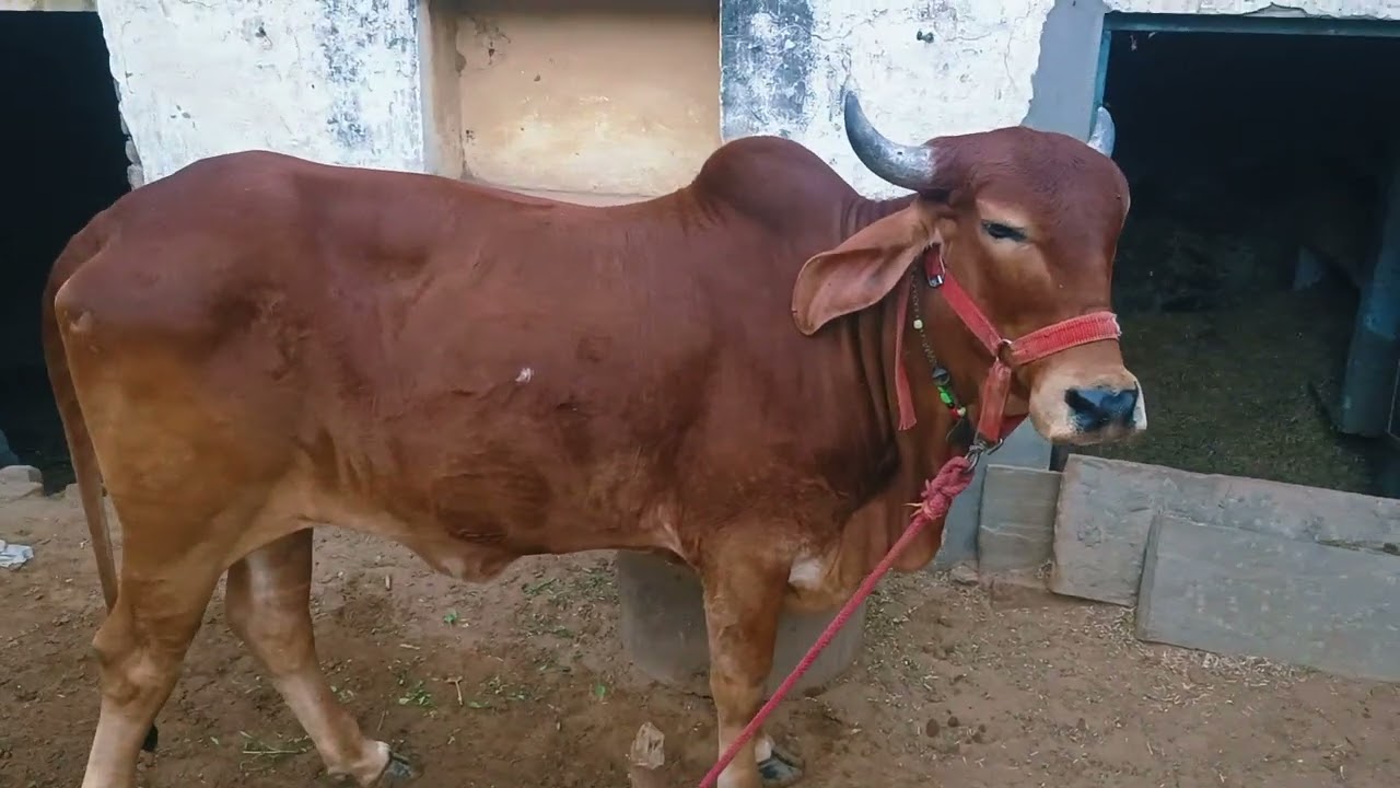 Gir Cow 🐄 | भारत की प्रसिद्ध गिर गाय | Gau Mata Blessings 🙏 #cowseva #cowlover 