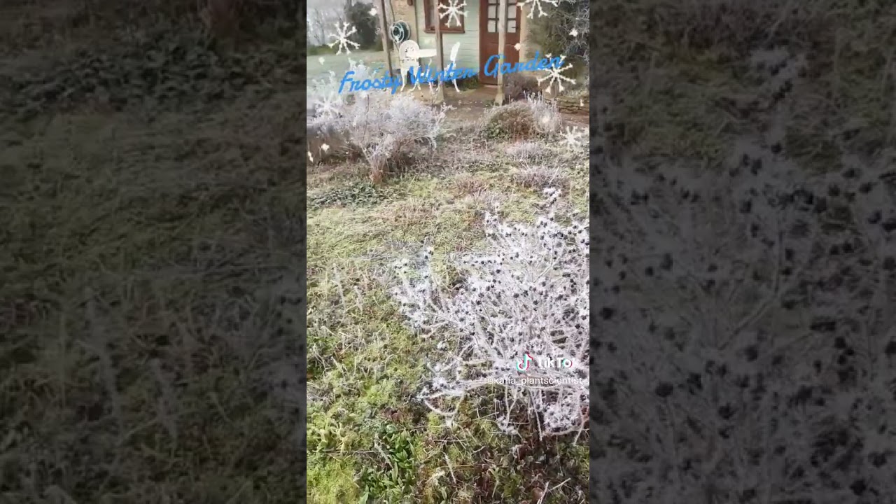 Frosty Winter Garden View