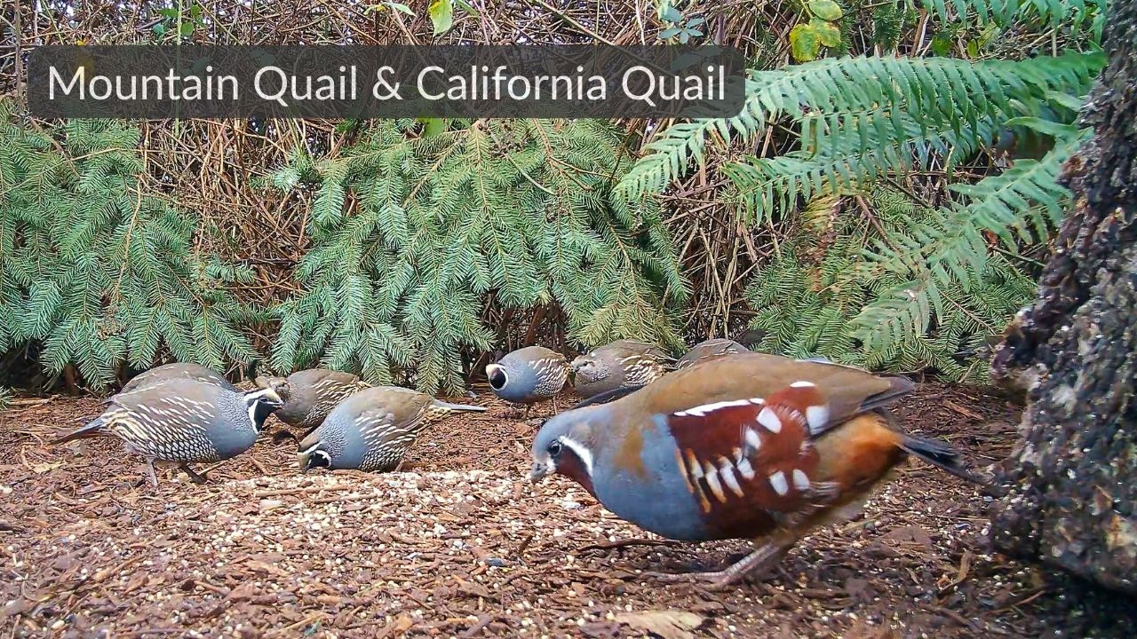 Observing Mountain Quail and California Quail Together