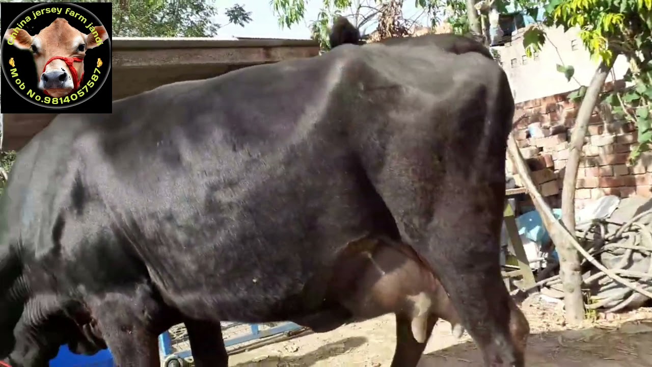 jersey in black colour 9814057587