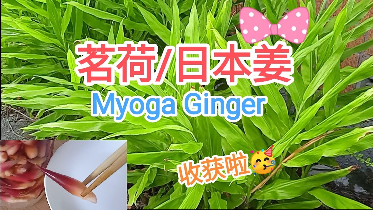 20230228 南半球 夏末 茗荷/日本姜/Myoga Ginger 采收/糖醋腌渍