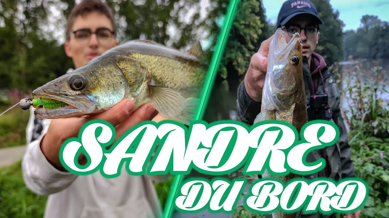 PÊCHE DU SANDRE DU BORD, EN RIVIÈRE !