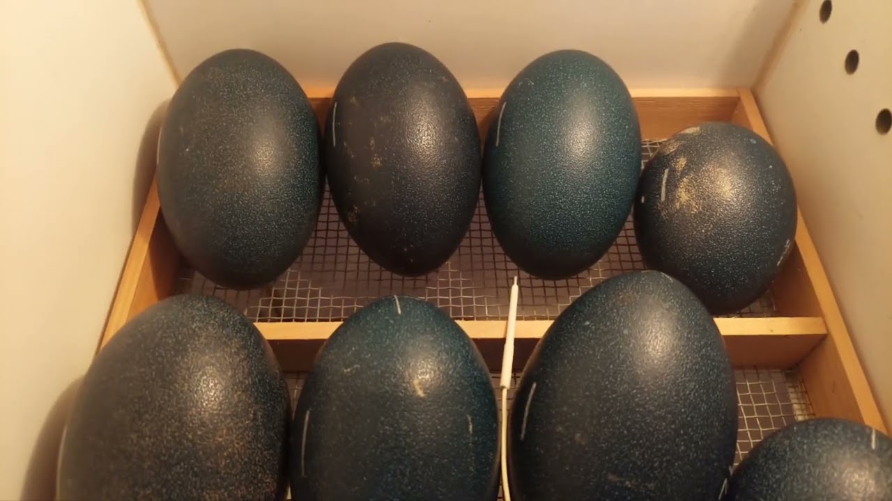 CHCETE PŠTROSA...? MÁME...!