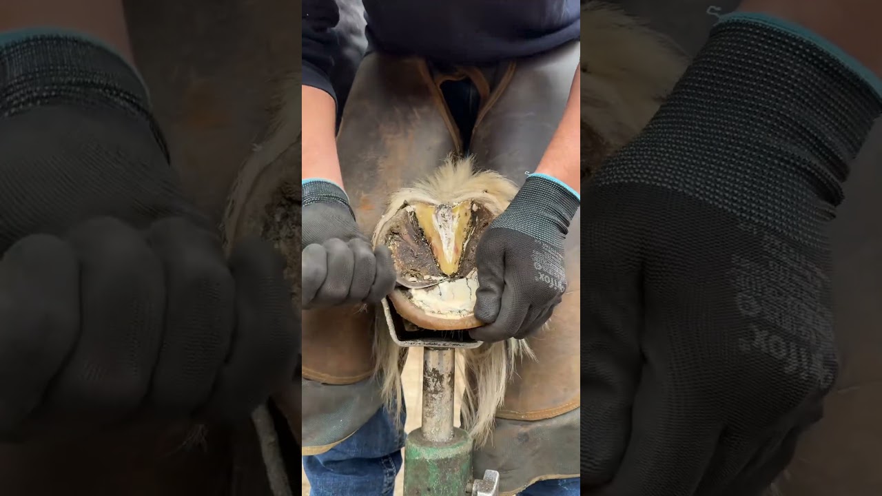 Satisfying horseshoe trimming