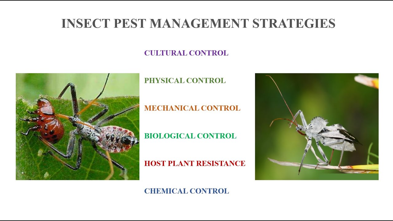 Insect Pest Management Strategies
