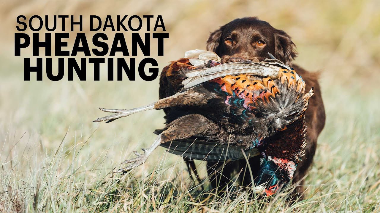 South Dakota Pheasant Hunt with Ward Burton | Habitat Management That Works