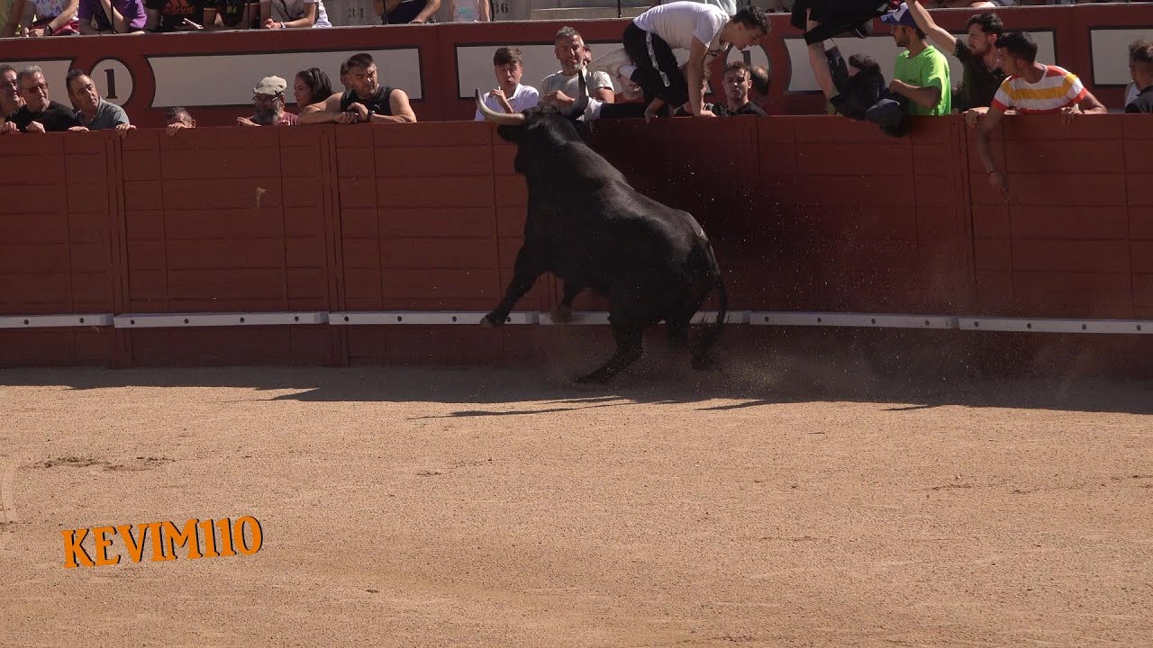Arevalo (AV) 2022 Encierro y Capea del sabado 9