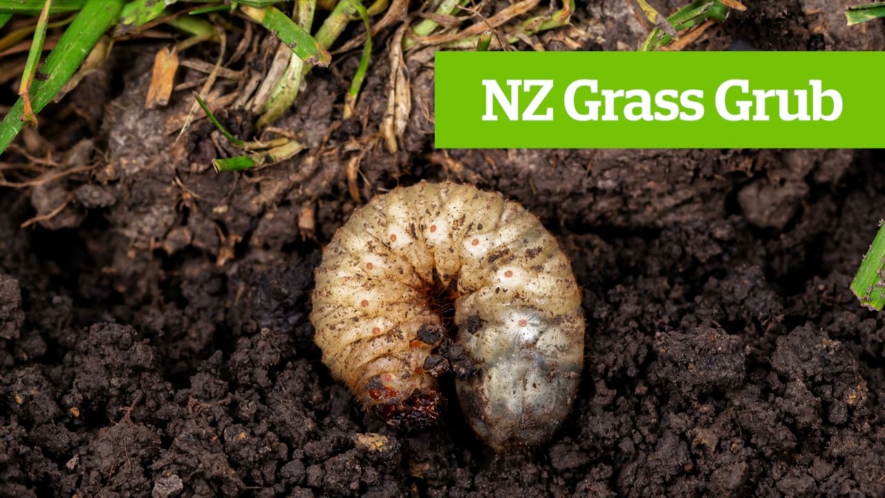 How to Tackle Lawn Pests and Weeds I Yates NZ