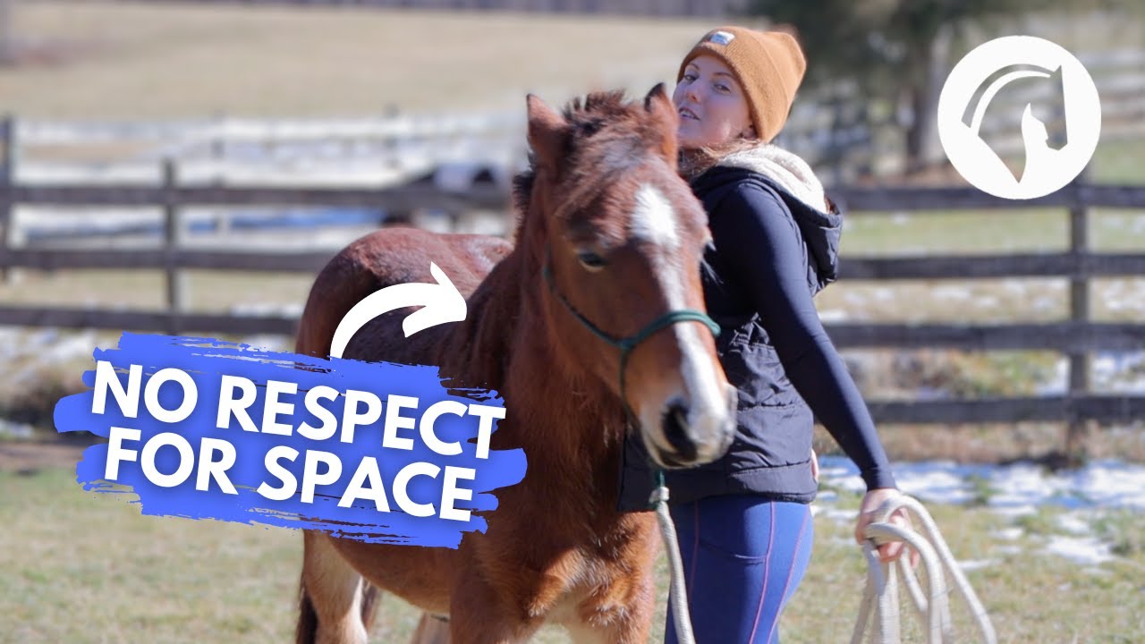 HOW TO TELL IF YOUR HORSE IS IN YOUR SPACE
