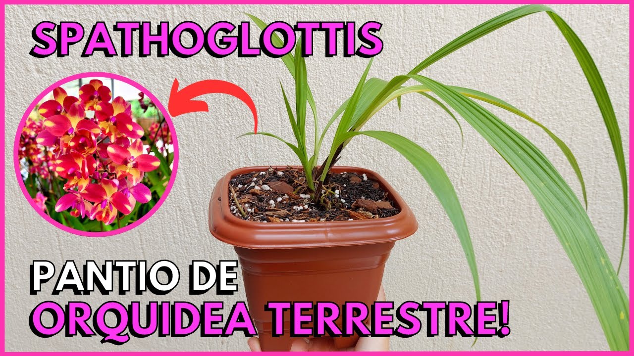 COMO PREPARAR SUBSTRATO E PLANTAR ''ORQUÍDEA TERRESTRE''? Spathoglottis Barry Banana