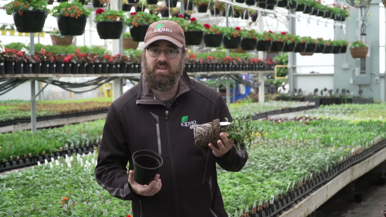 Dépistage des ennemis des plantes annuelles ornementales de serre  -  techniques et trucs