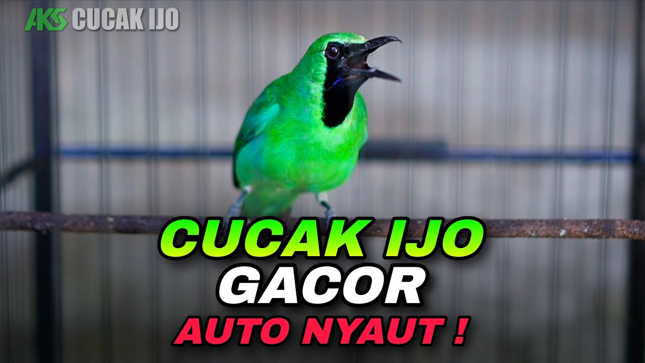 AWAS NYAUT !! CUCAK IJO GACOR FULL BUKA PARUH COCOK UNTUK DONGKRAK EMOSI BIRAHI BAHAN IJO BISU