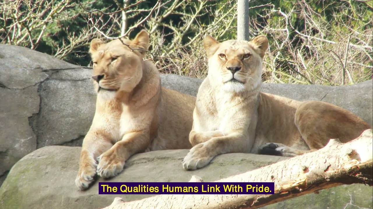 From a Murder of Crows to a Crash of Rhinos: The Fascinating Names of Animal Groups