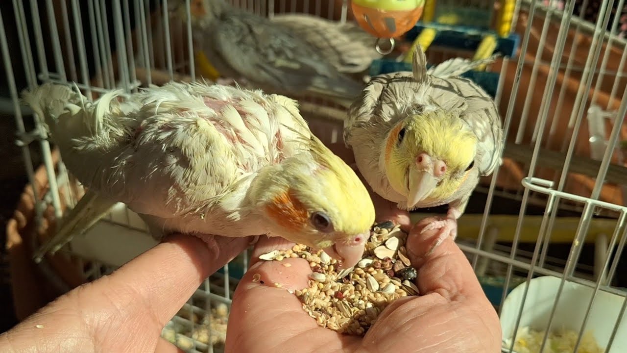 When the seeds are really tasty, my cockatiel comes onto my hand to eat them