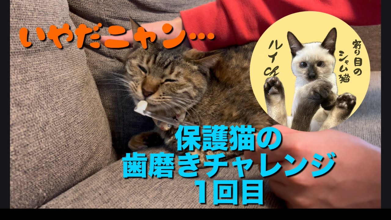 寄り目のシャム猫ルイch    保護猫の歯磨きチャレンジ1回目