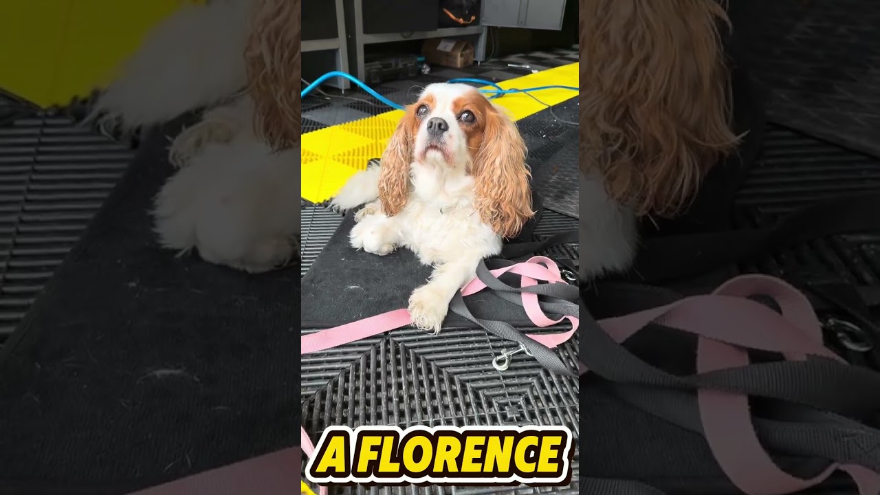 Mini John Cooper Works | Single Stage Paint Correction & Koch Chemie 1K Nano