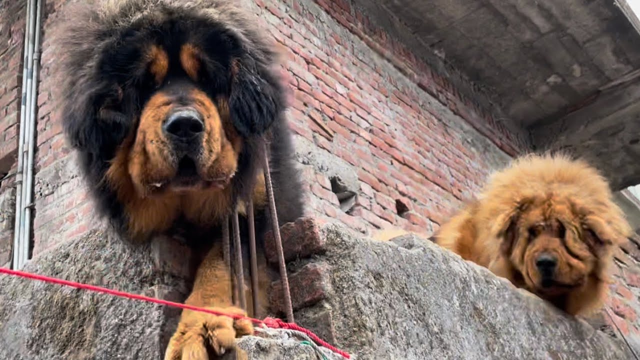 Dangerous Tibetan Mastiff and Himalayan mastiff /Bhotiya/Gaddi dogs in Munsiyari Uttarakhand
