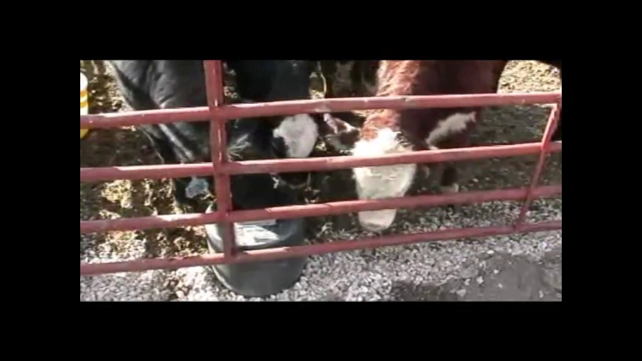 New Calves to Bar Bar A  Drinking