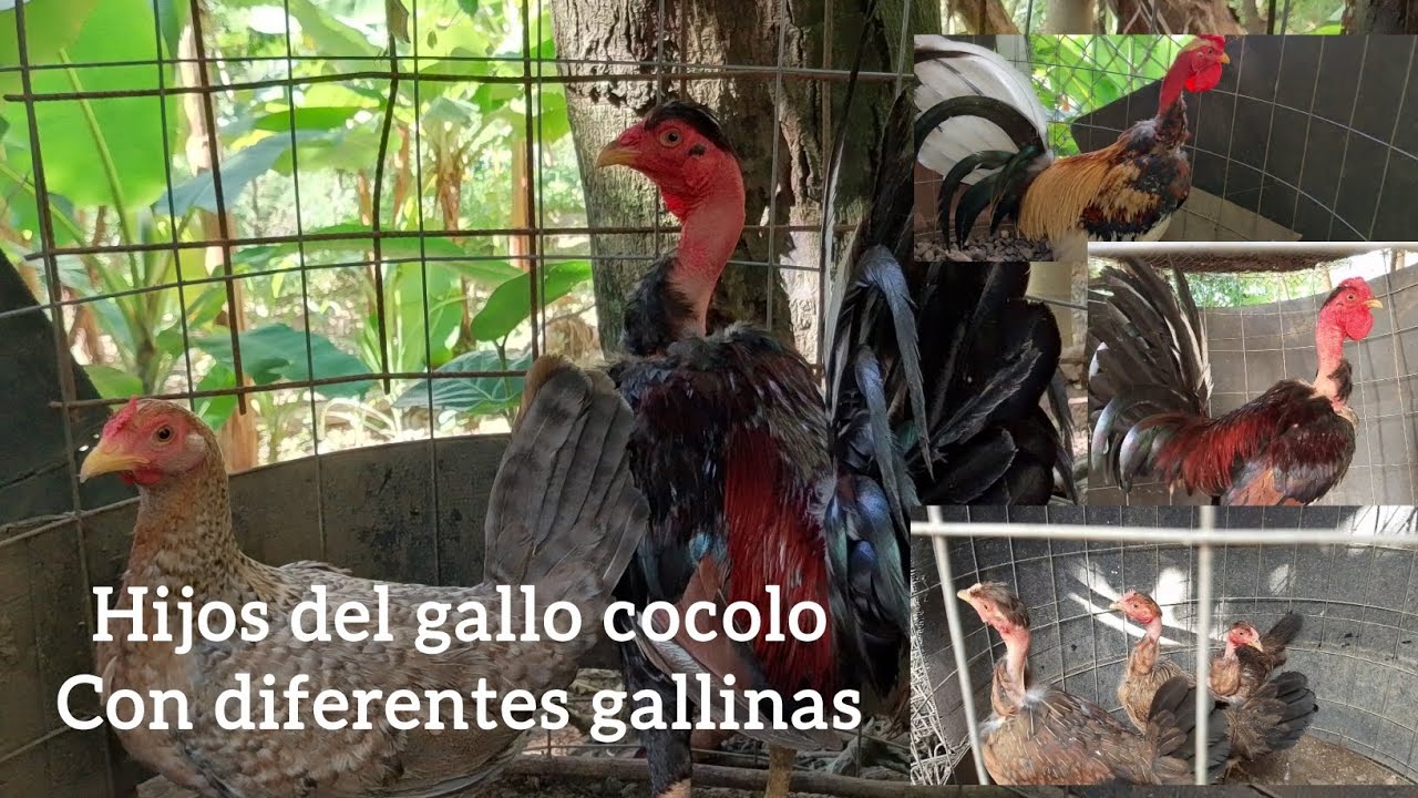 J7D Hijos del gallo cocolo  con gallina fina y con gallina pelona 