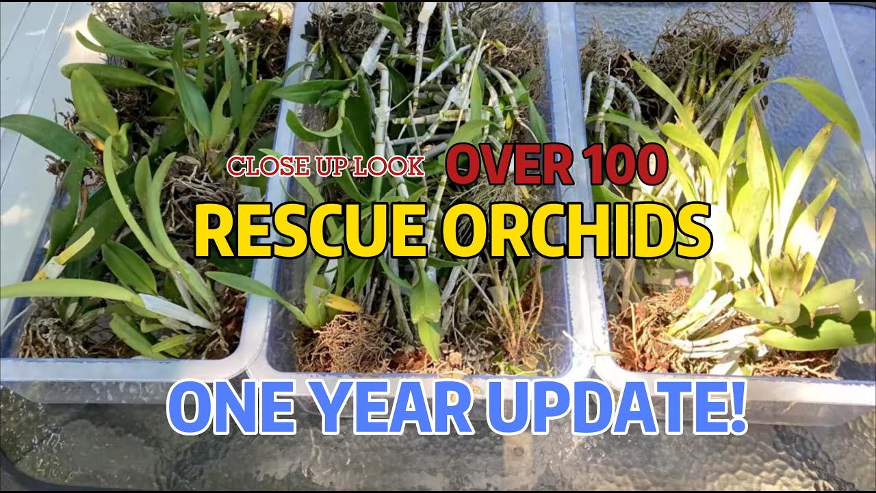 110 Rescue Orchids: 1 Year Update