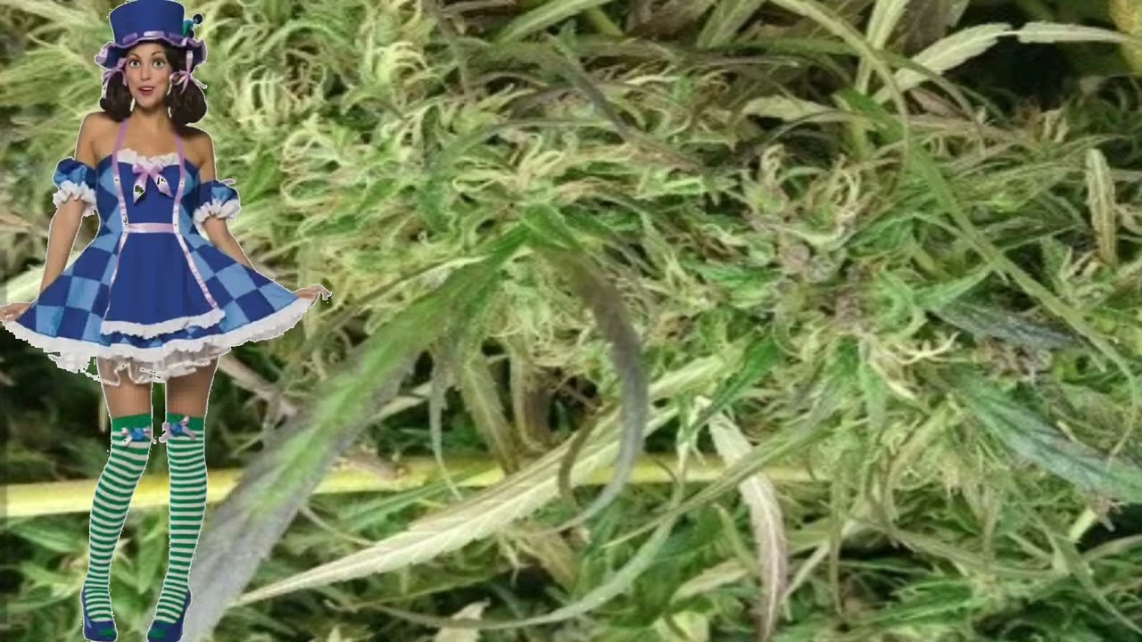 Burma Myanmar &ndash; Ace Seeds