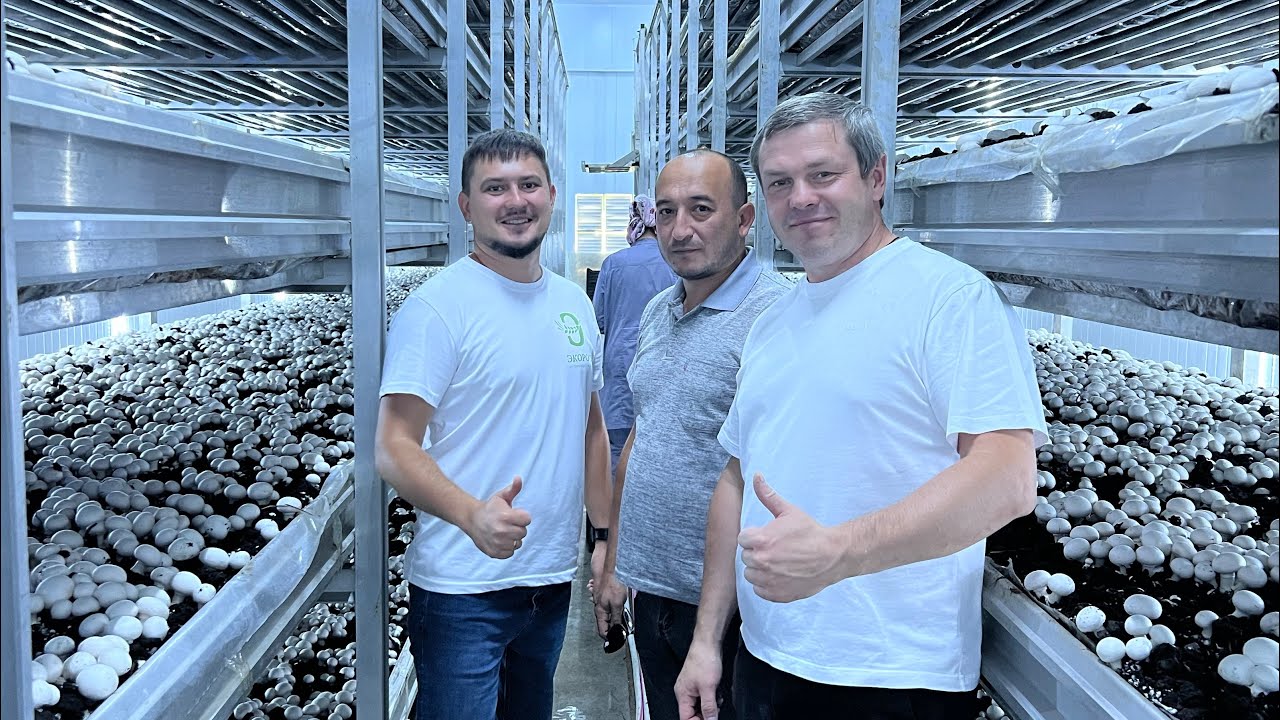 ГРИБНОЙ БИЗНЕС В УЗБЕКИСТАНЕ. Часть 2