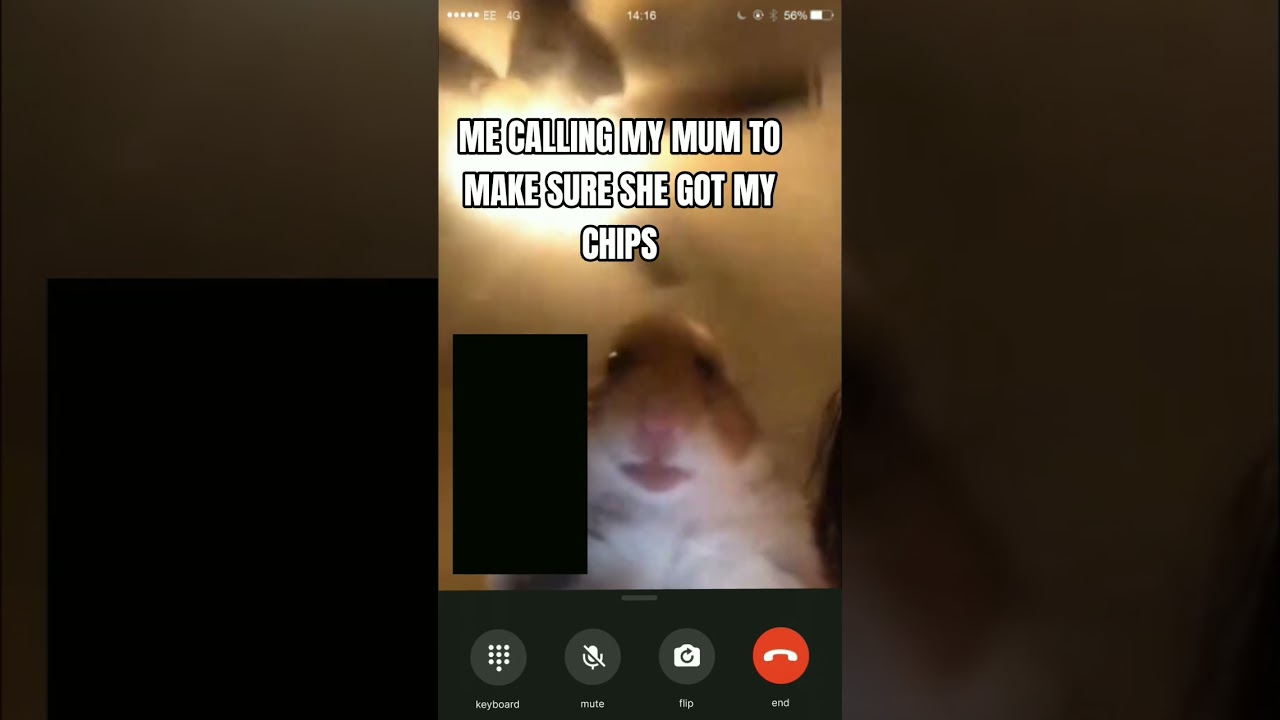 Hamster Calling Meme