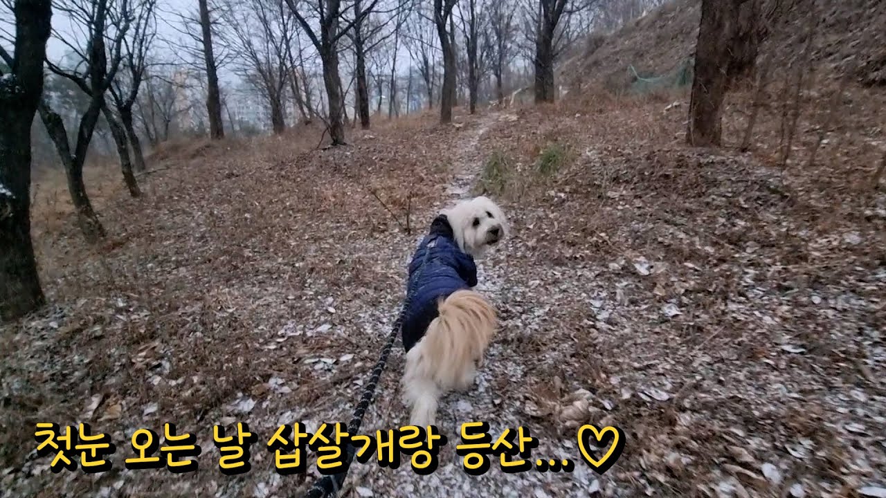 첫눈 오는 날 삽살개랑 등산! _ 삽사리 털관리 꿀팁!