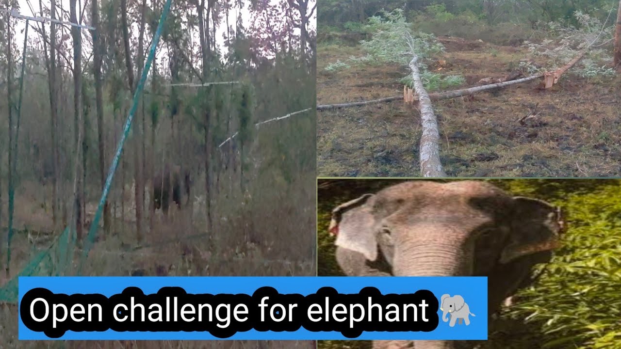  OMG 😱 we almost killed by jungle elephant 🐘#tibetanvlogger #tibetanyoutuber 😭