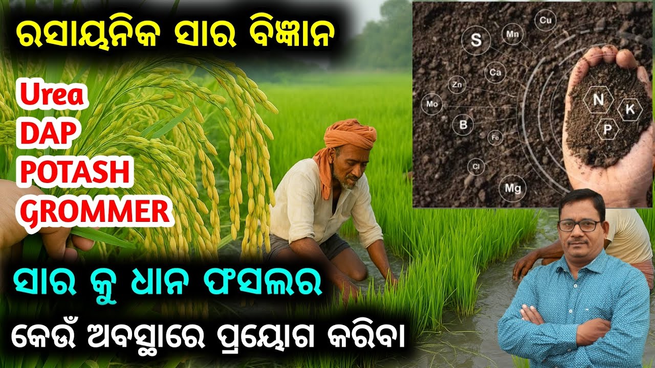 Fertilizer for Paddy Urea DAP POTASH GROMMER ସାର କୁ ଧାନ ଫସଲର କେଉଁ ଅବସ୍ଥାରେ ପ୍ରୟୋଗ କରିବା