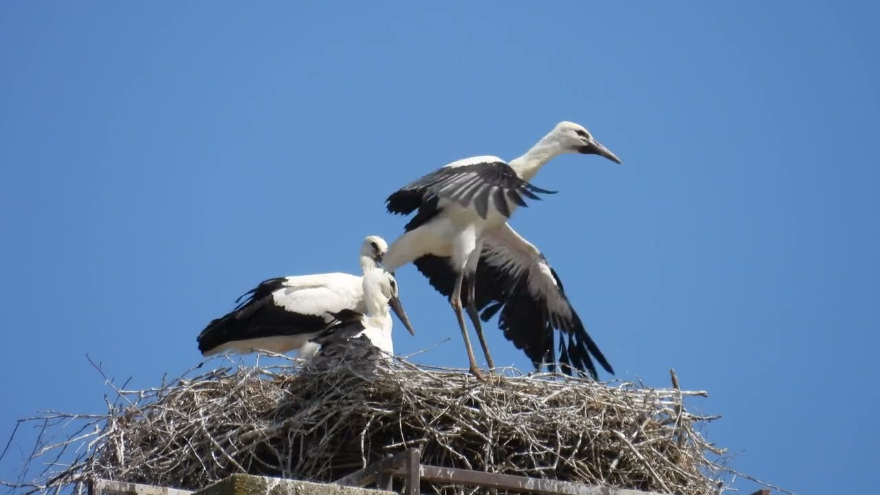 Storchennest Fridolfing 20./21.06.25 - 