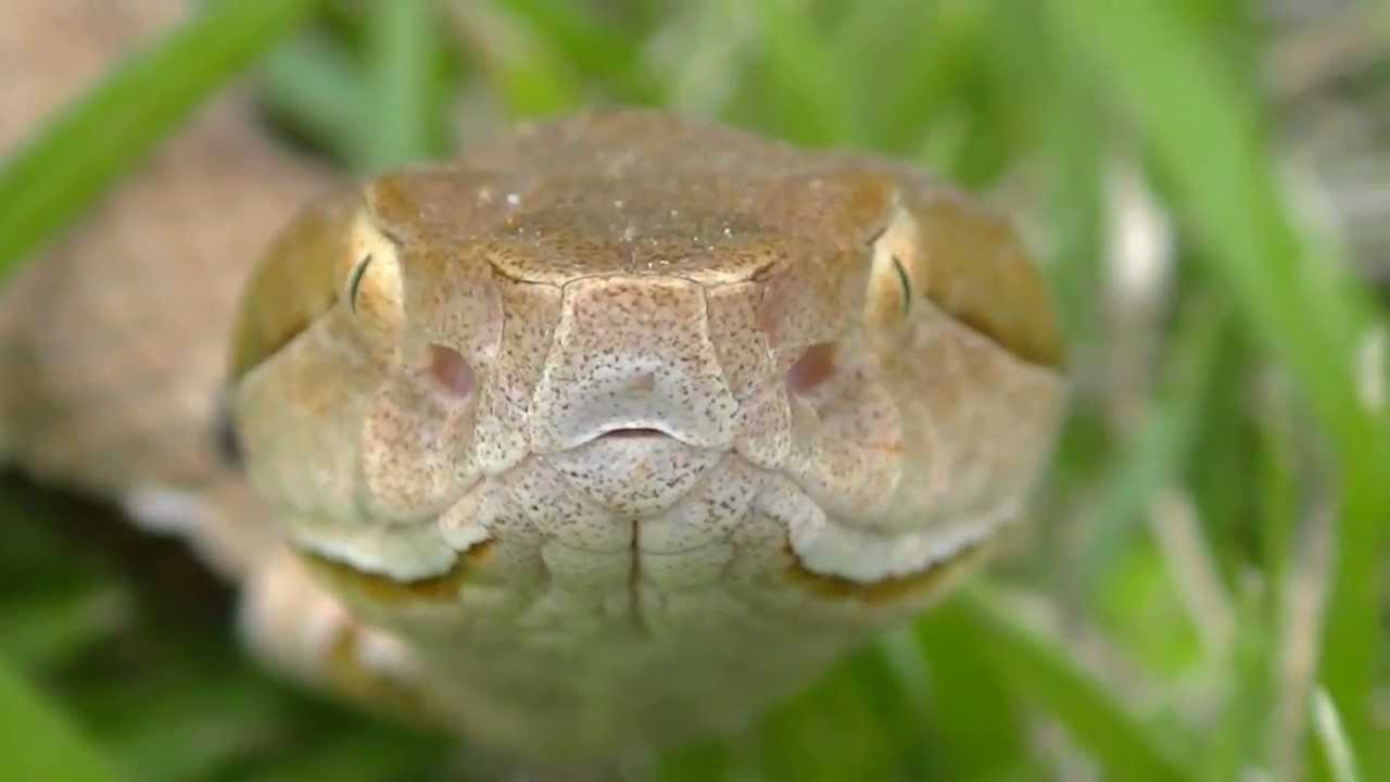 Southern Copperhead