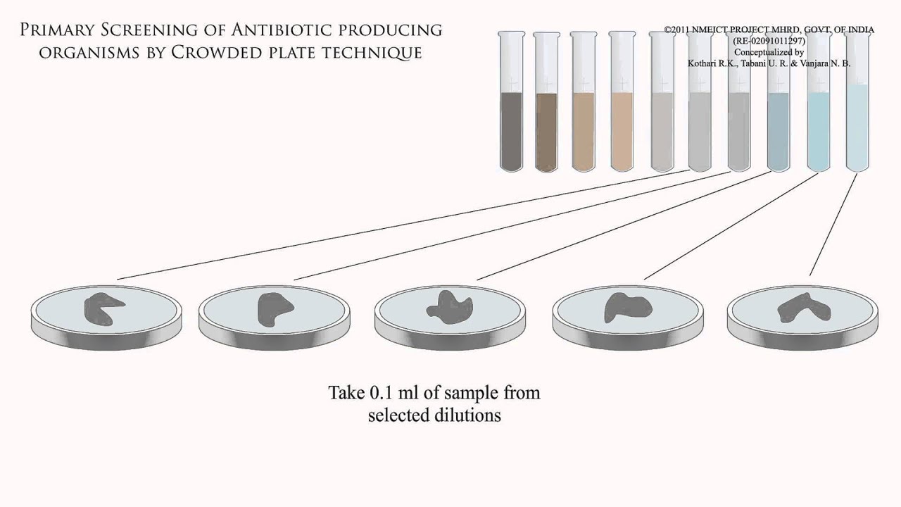 Primary screening of antibiotic producing organisms by crowded plate techniques